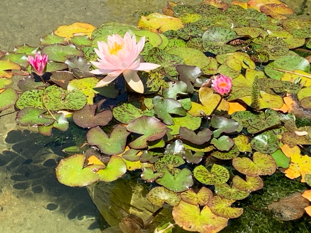 Pink water lilies blooming among lily pads on a still pond