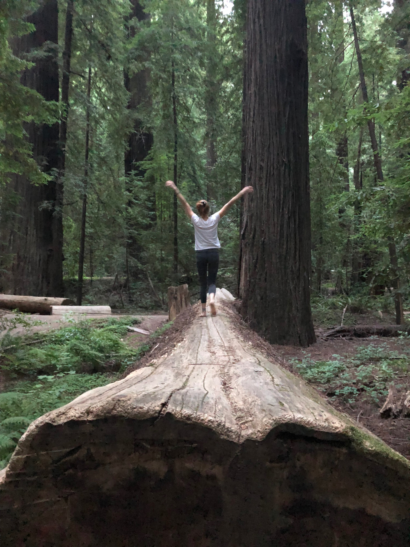 Shayna with arms raised walking along a fallen redwood log in a forest