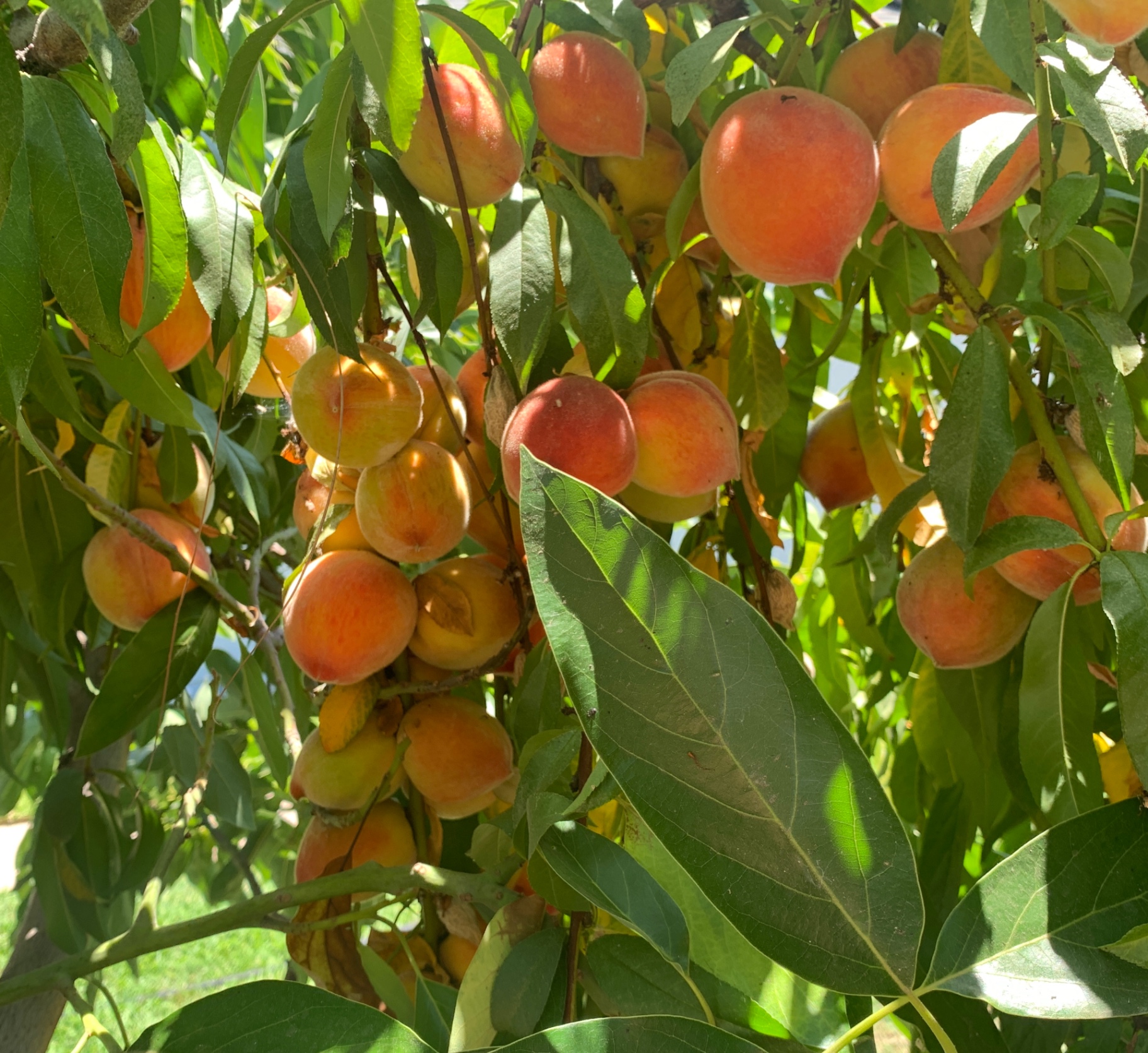 Sun-ripened peaches hanging on a leafy peach tree branch